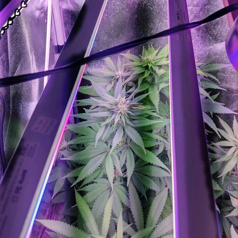 Chocolope 1 growlog timeline photo
