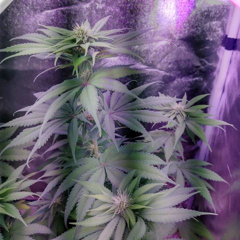 Chocolope 1 growlog timeline photo