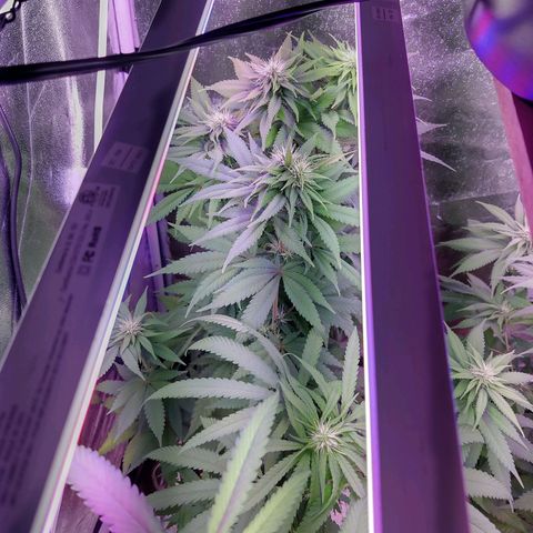 Chocolope 1 growlog timeline photo