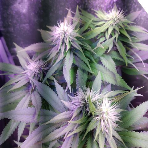 Chocolope 1 growlog timeline photo