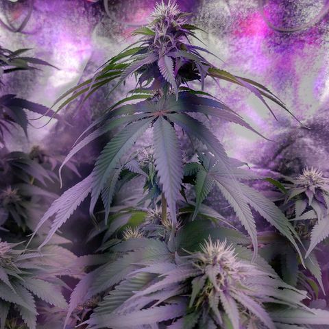 Chocolope 1 growlog timeline photo
