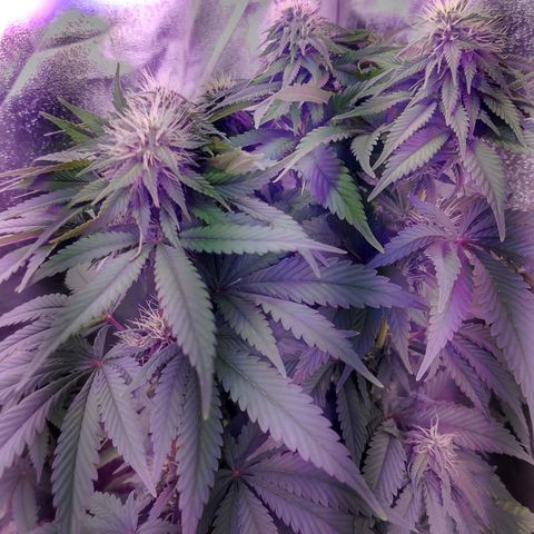 Chocolope 1 growlog timeline photo