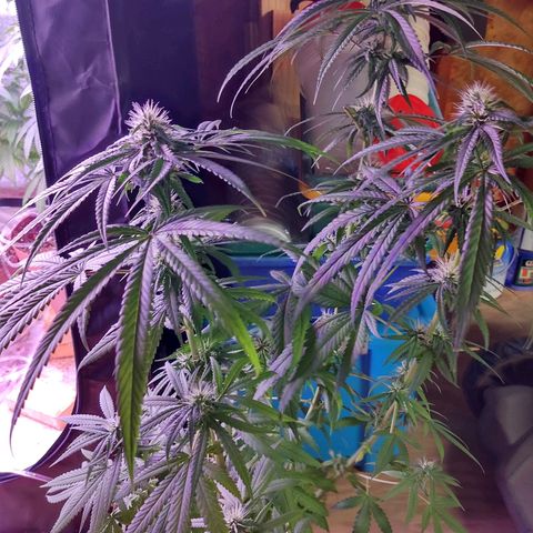 Chocolope 1 growlog timeline photo