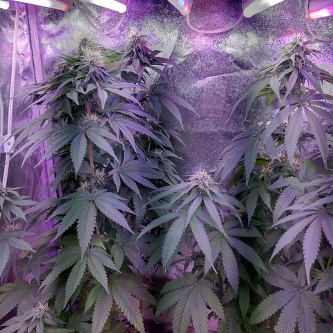 Chocolope 1 growlog timeline photo