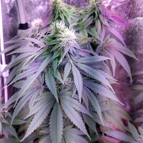 Chocolope 1 growlog timeline photo