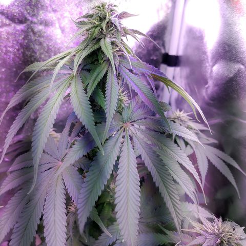 Chocolope 1 growlog timeline photo