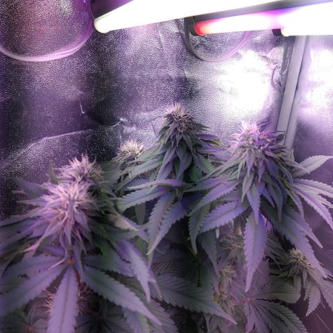 Chocolope 1 growlog timeline photo