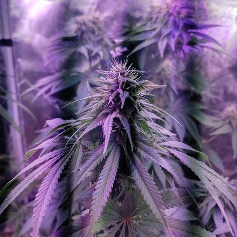 Chocolope 1 growlog timeline photo