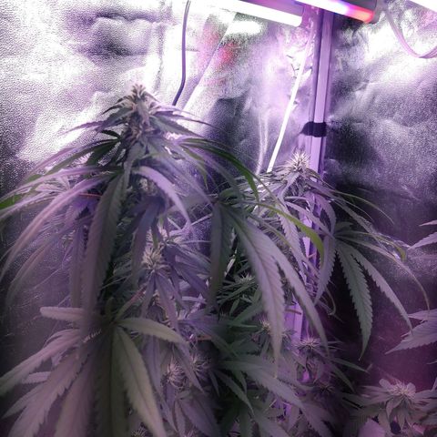 Chocolope 1 growlog timeline photo