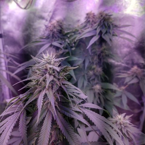 Chocolope 1 growlog timeline photo