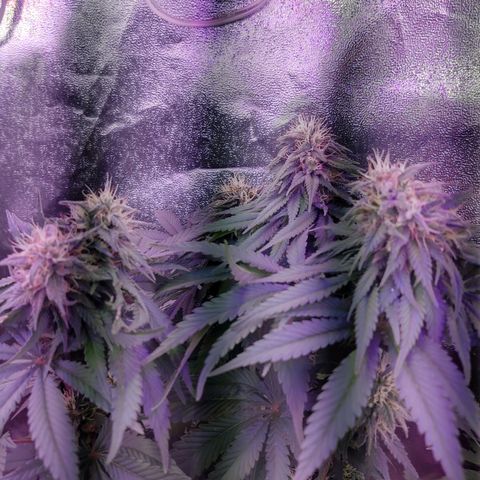 Chocolope 1 growlog timeline photo