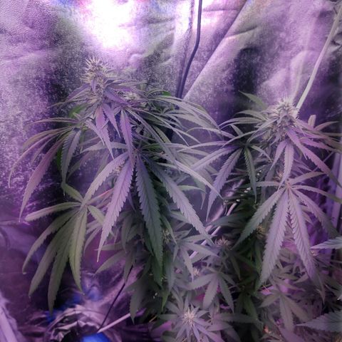 Chocolope 1 growlog timeline photo
