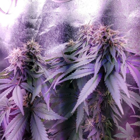 Chocolope 1 growlog timeline photo