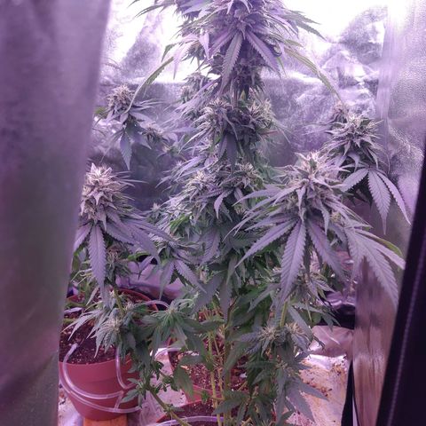 Chocolope 1 growlog timeline photo