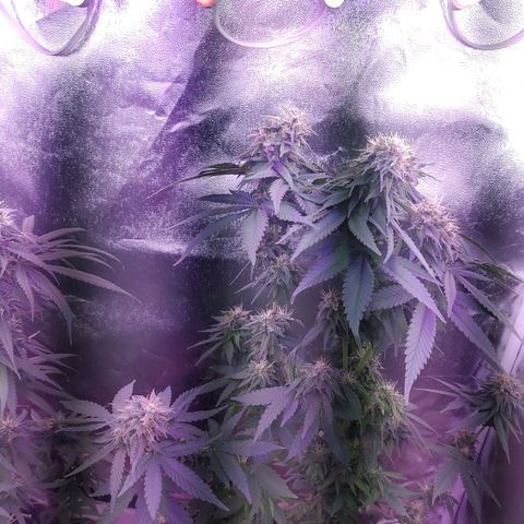 Chocolope 1 growlog timeline photo