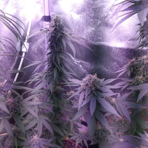 Chocolope 1 growlog timeline photo