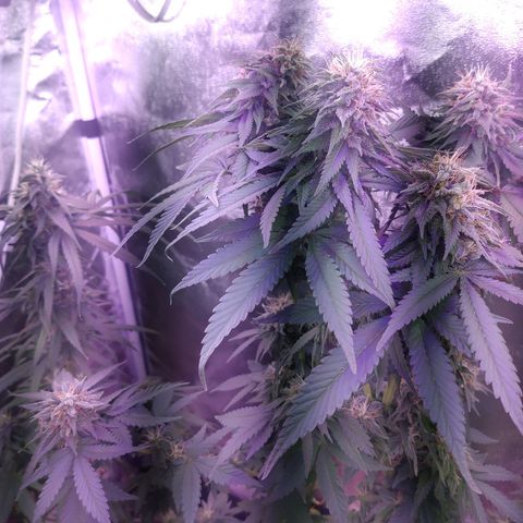 Chocolope 1 growlog timeline photo