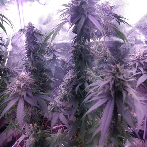 Chocolope 1 growlog timeline photo