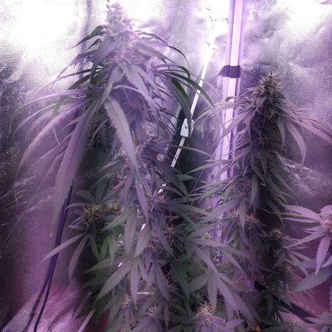 Chocolope 1 growlog timeline photo