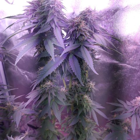 Chocolope 1 growlog timeline photo
