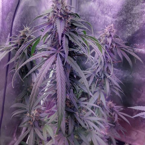Chocolope 1 growlog timeline photo