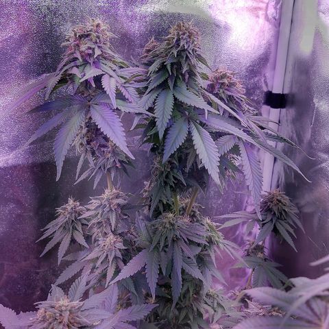 Chocolope 1 growlog timeline photo