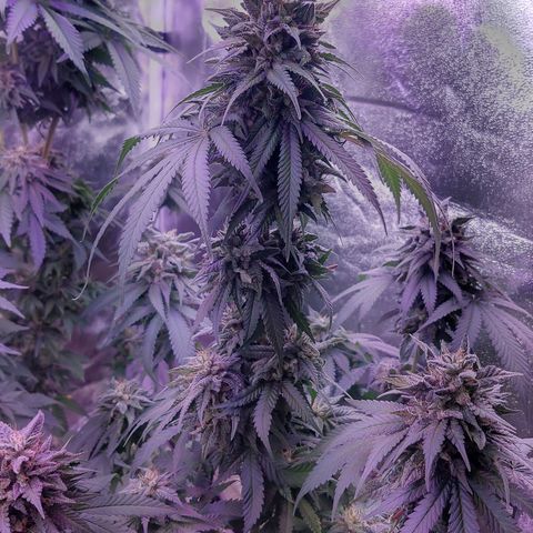 Chocolope 1 growlog timeline photo