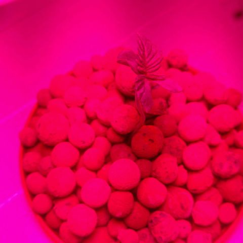 Rainbows growlog photo: Happy root! More to come please🤞🏻
