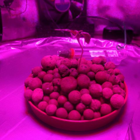 Rainbows growlog timeline photo