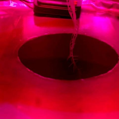 Rainbows growlog photo: Robots are growing
