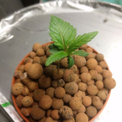 Rainbows growlog photo: Water change (5,5L). Nutrients for "growth"