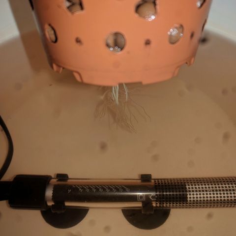 Rainbows growlog photo: Water change (5,5L). Nutrients for "growth"