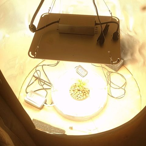 Rainbows growlog photo: First week og Veg. New lamp "1000W" LED