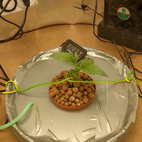 Rainbows growlog photo: First week og Veg. New lamp "1000W" LED