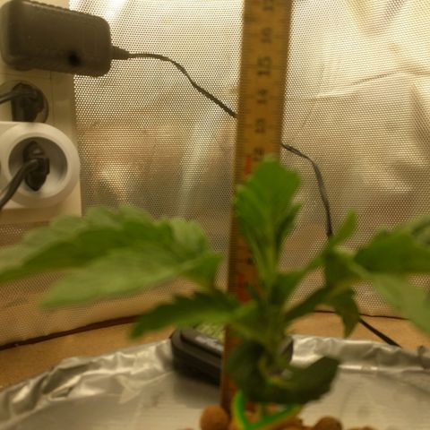 Rainbows growlog timeline photo