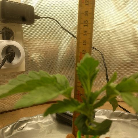 Rainbows growlog timeline photo