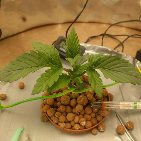Rainbows growlog timeline photo