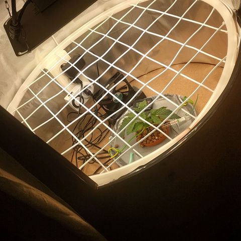 Rainbows growlog photo: Scrog-screen made ready.