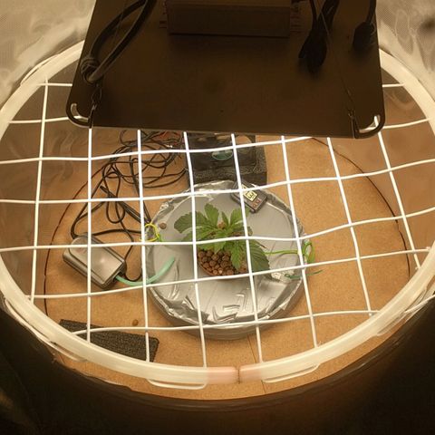 Rainbows growlog photo: Scrog-screen made ready.