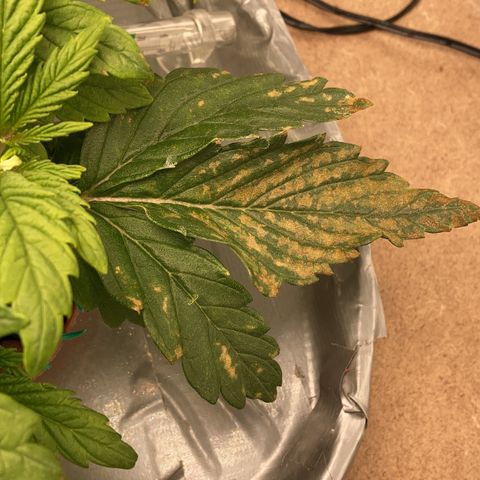 Rainbows growlog timeline photo