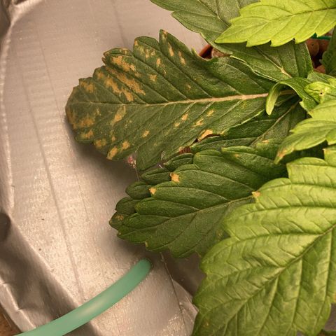 Rainbows growlog timeline photo