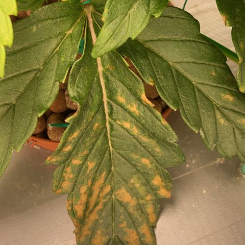 Rainbows growlog timeline photo