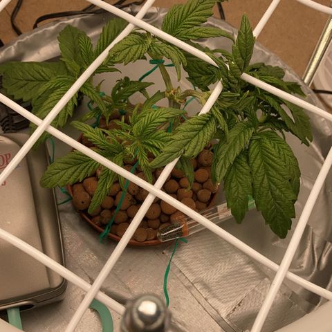 Rainbows growlog timeline photo