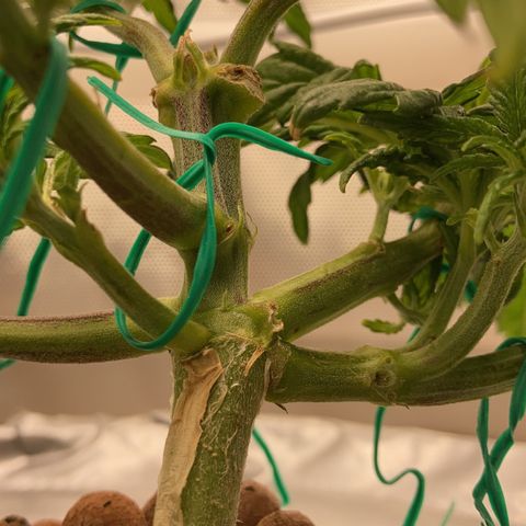 Rainbows growlog timeline photo