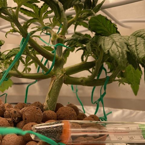 Rainbows growlog timeline photo
