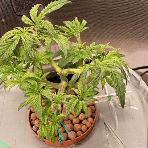 Rainbows growlog timeline photo