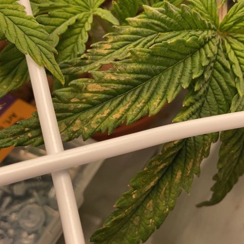 Rainbows growlog photo: Sickness!! I suspect pH fluctations..