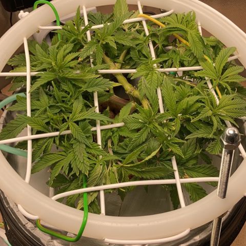 Rainbows growlog timeline photo