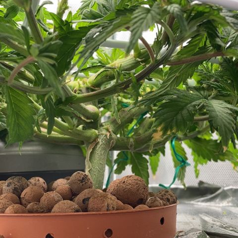 Rainbows growlog timeline photo