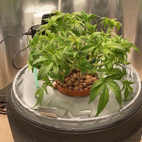 Rainbows growlog photo: Trimmed